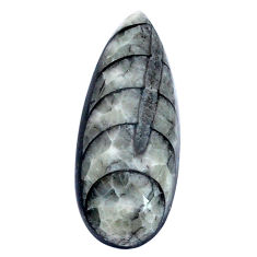 Natural 12.85cts orthoceras grey cabochon 26x10 mm pear loose gemstone s28456