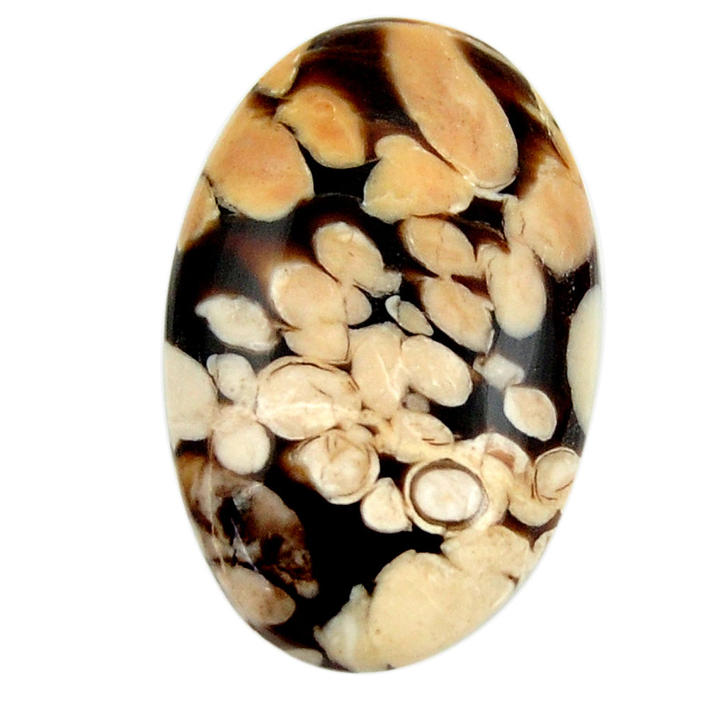  peanut petrified wood fossil 27x17mm oval loose gemstone s17128