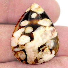 Natural 20.10cts peanut petrified wood fossil 27x20 mm loose gemstone s23232