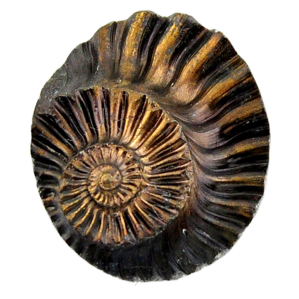 Natural 30.15cts pleuroceras ammonite brown 25x21 mm fancy loose gemstone s19220