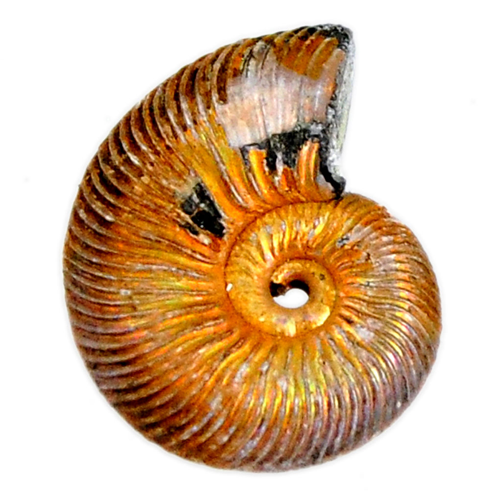 Natural 12.70cts russian jurassic opal ammonite 18x13.5 mm loose gemstone s19644