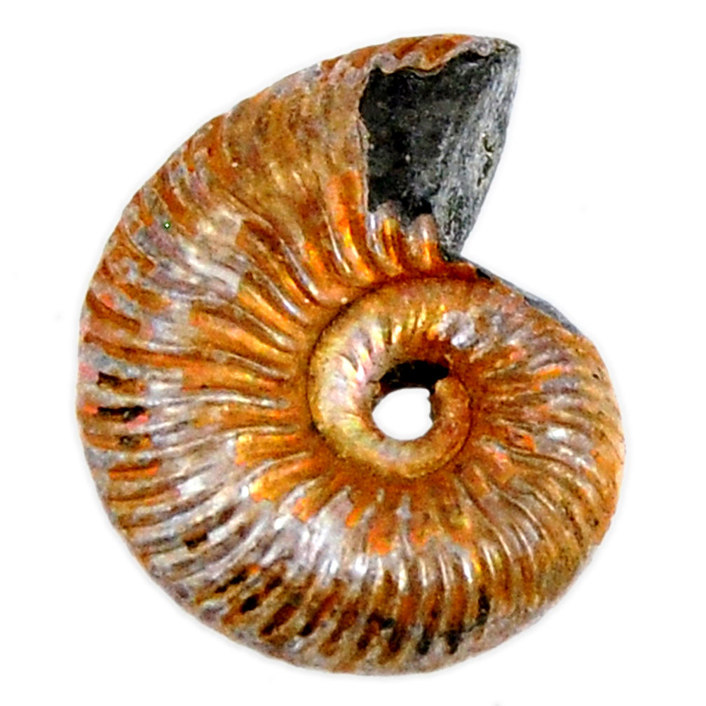 Natural 11.85cts russian jurassic opal ammonite 18x13.5 mm loose gemstone s19648
