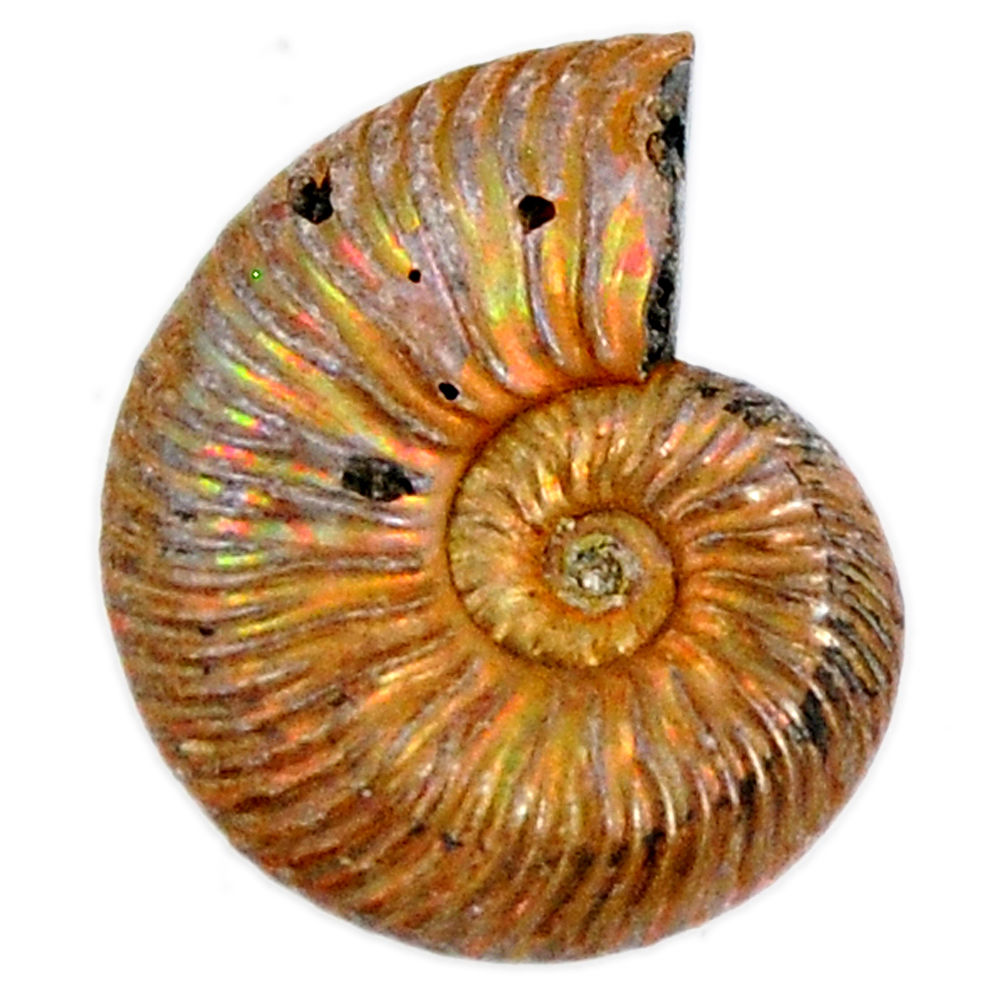 Natural 15.25cts russian jurassic opal ammonite 18x14 mm loose gemstone s19643