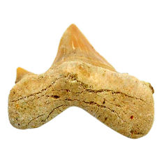 Natural 12.40cts shark teeth brown cabochon 25x19 mm loose gemstone s19089