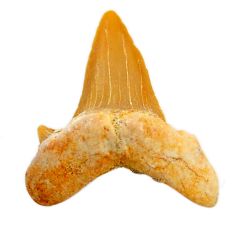Natural 10.15cts shark teeth brown cabochon 25x22 mm loose gemstone s19095