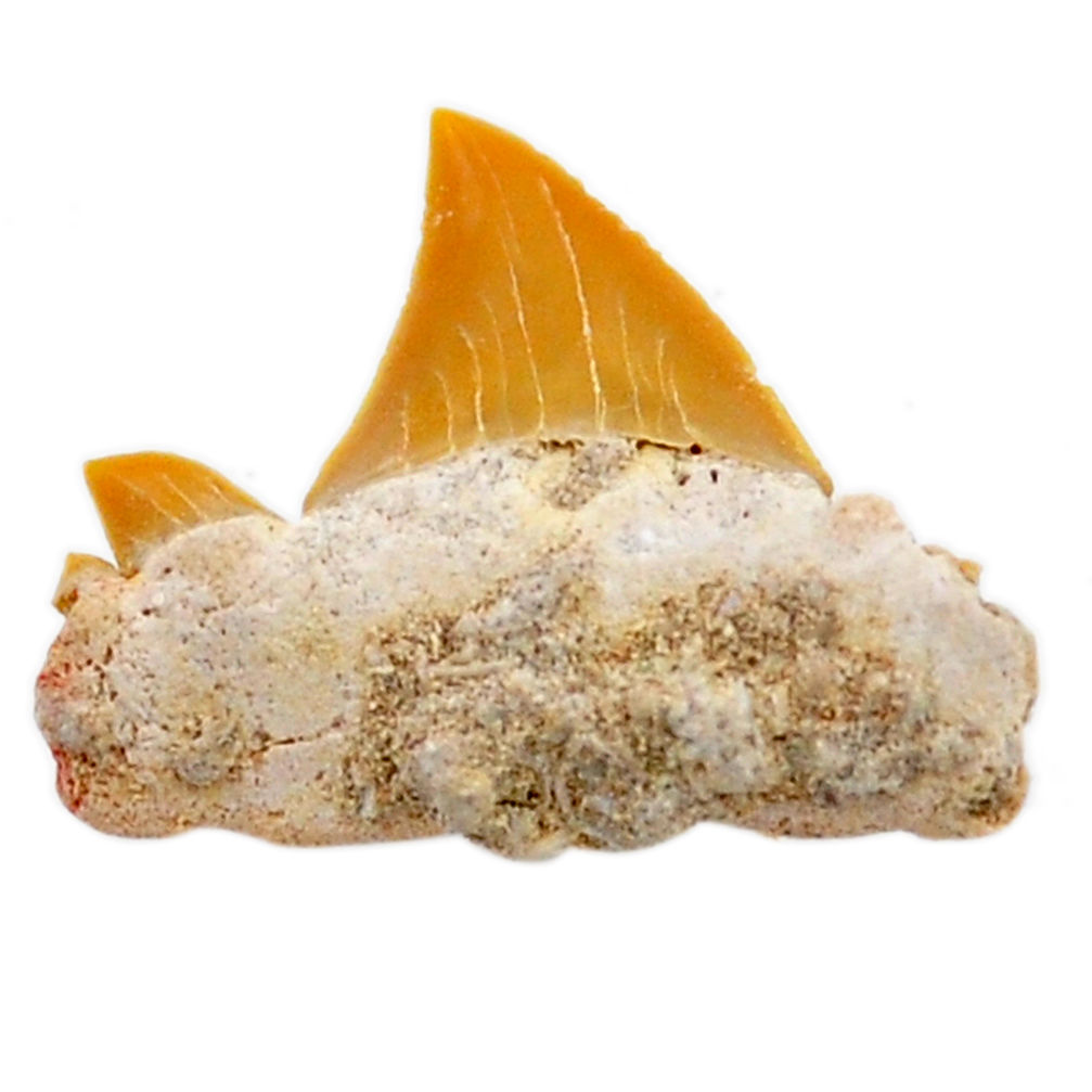 Natural 10.15cts shark teeth brown cabochon 25x22 mm loose gemstone s19096