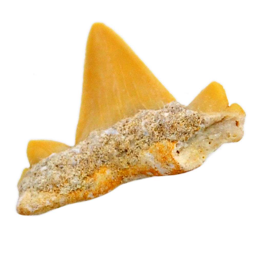 Natural 10.15cts shark teeth brown cabochon 26x23 mm loose gemstone s19091