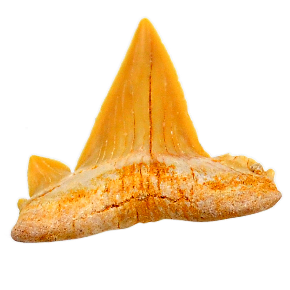 Natural 13.45cts shark teeth brown cabochon 26x25 mm loose gemstone s19090