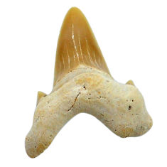 Natural 11.30cts shark teeth brown cabochon 29x21 mm loose gemstone s19098