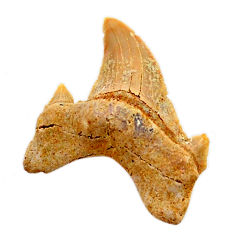 Natural 12.05cts shark teeth brown cabochon 31x22 mm loose gemstone s19097