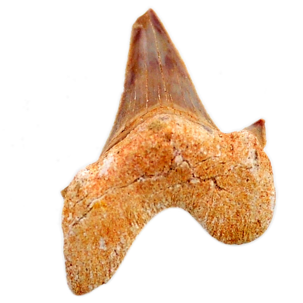 Natural 18.10cts shark teeth brown cabochon 34x22 mm loose gemstone s19094