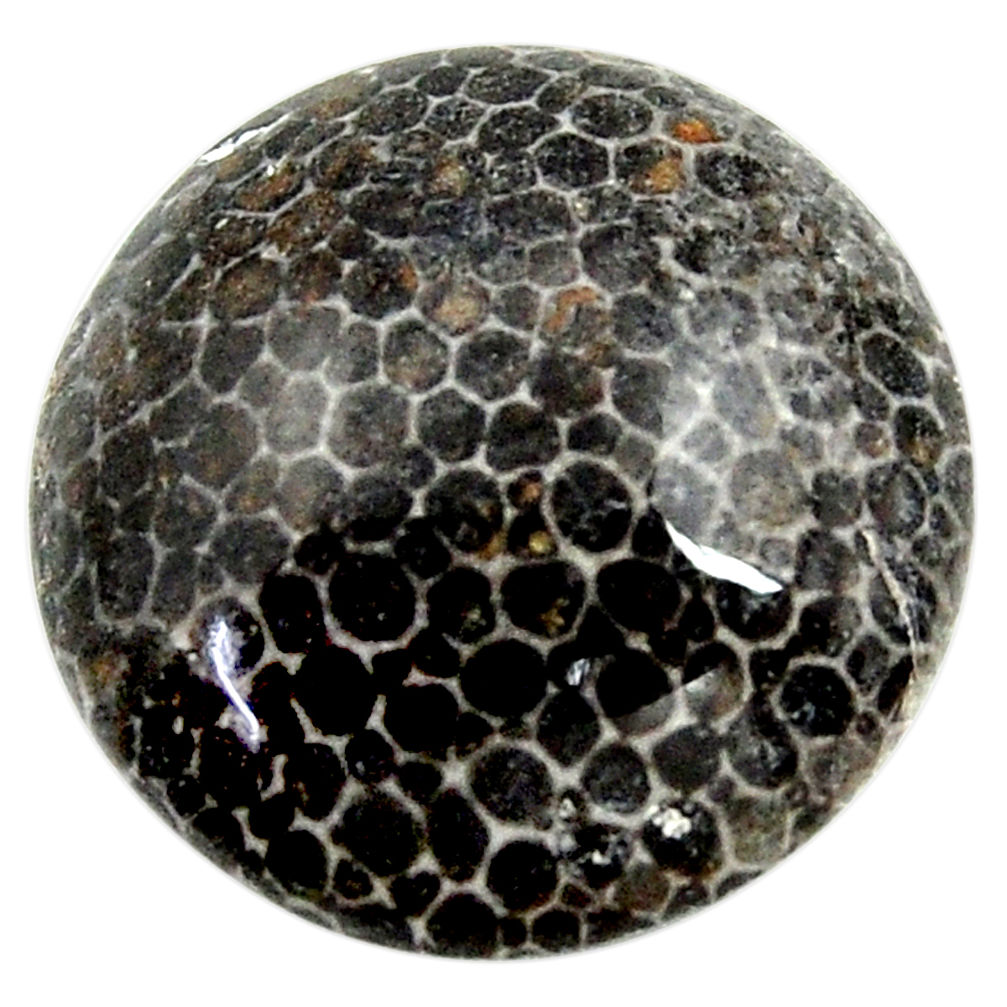 Natural stingray coral alaska cabochon 21x21mm round loose gemstone s18773