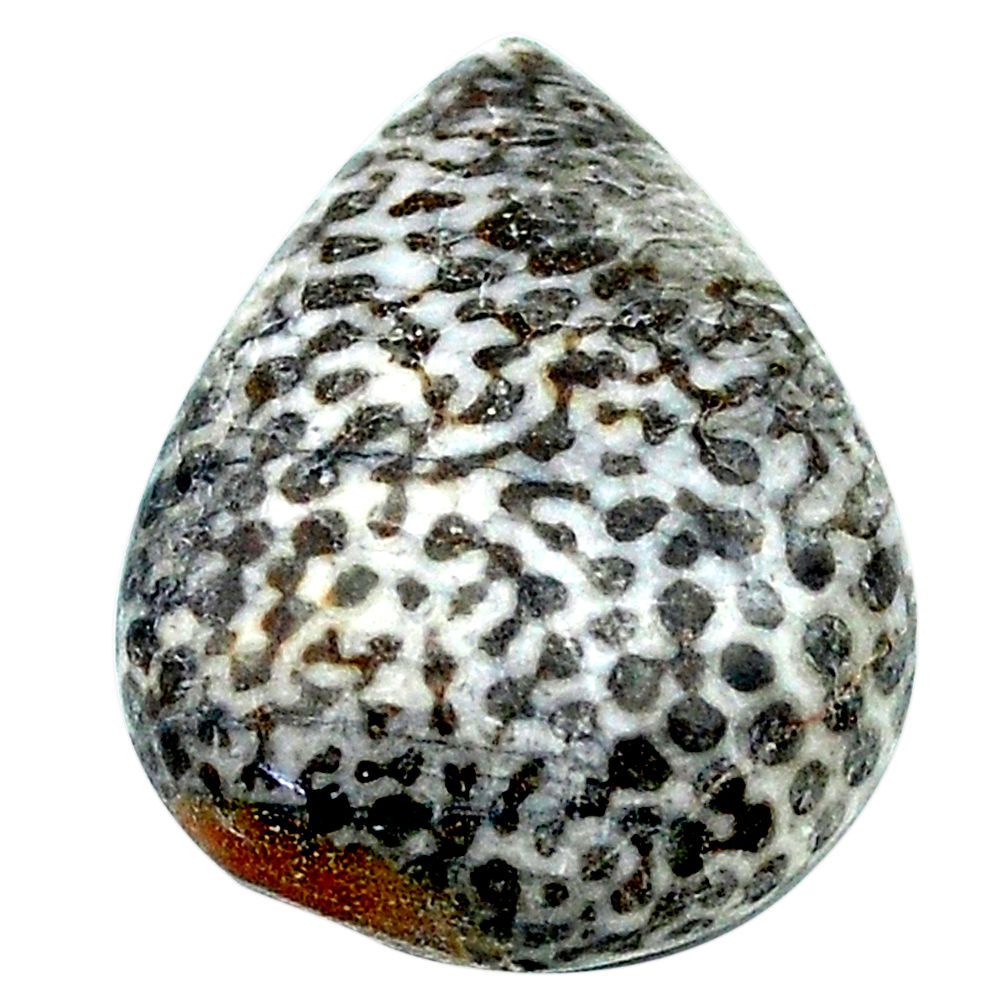 Natural 21.45cts stingray coral from alaska 23.5x18mm pear loose gemstone s23155