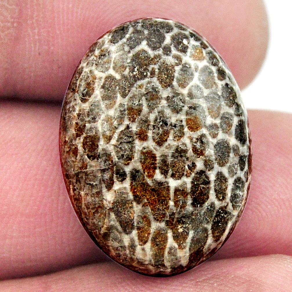 Natural 21.25cts stingray coral from alaska 23x17 mm oval loose gemstone s17924