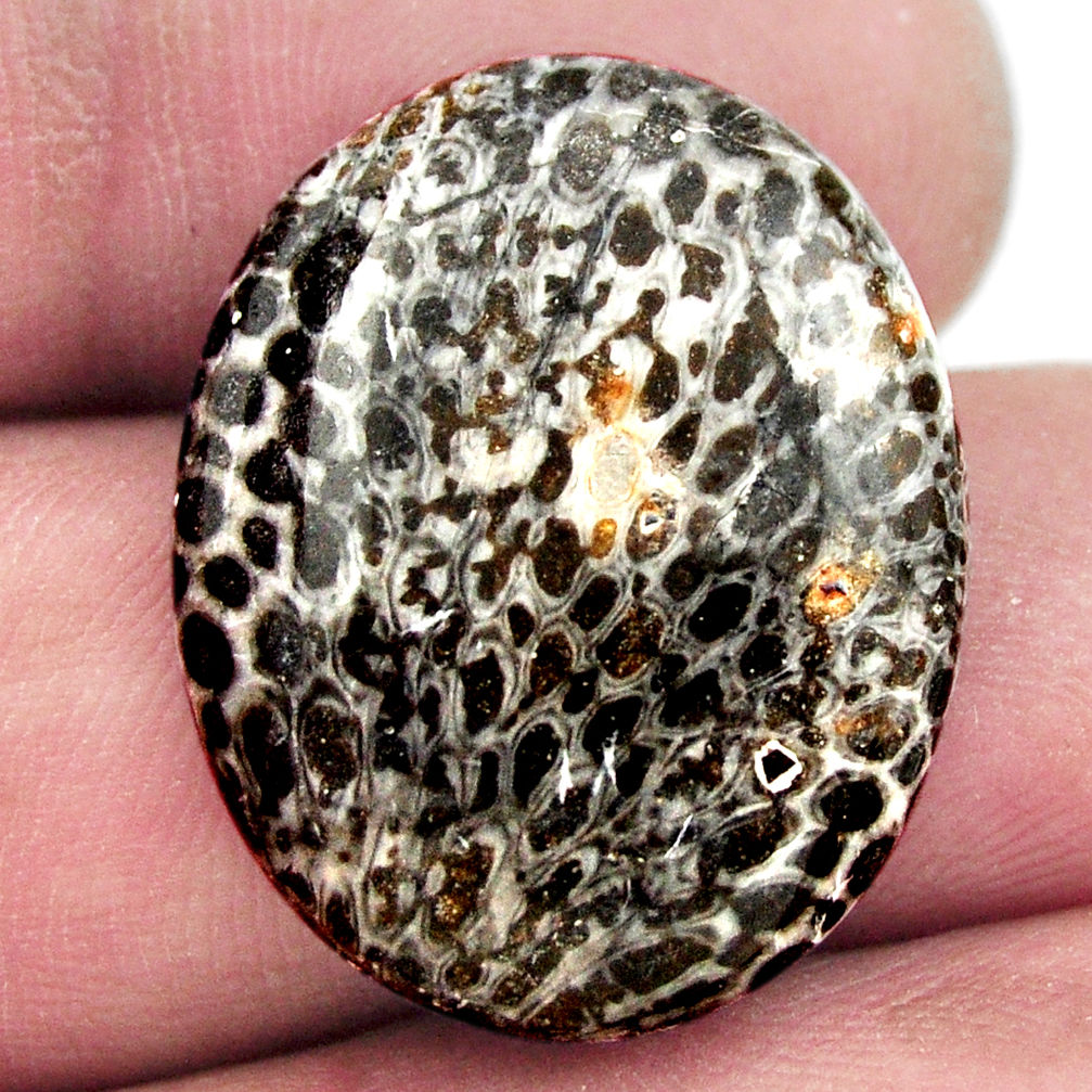 Natural 20.15cts stingray coral from alaska 25x20 mm oval loose gemstone s17937