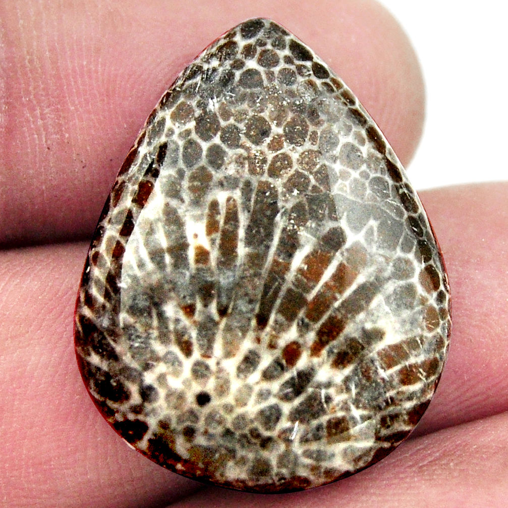 Natural 22.40cts stingray coral from alaska 26.5x20 mm loose gemstone s17929