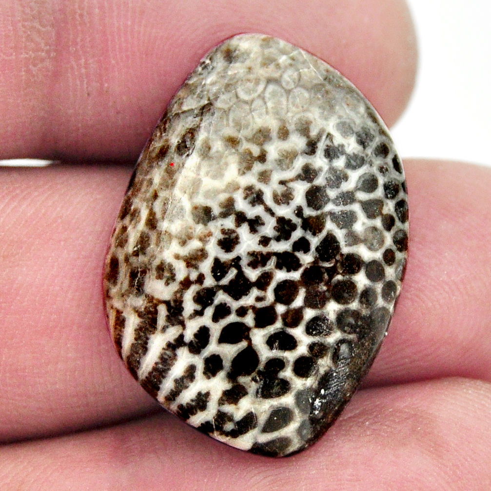 Natural 19.20cts stingray coral from alaska 26x18 mm loose gemstone s17925