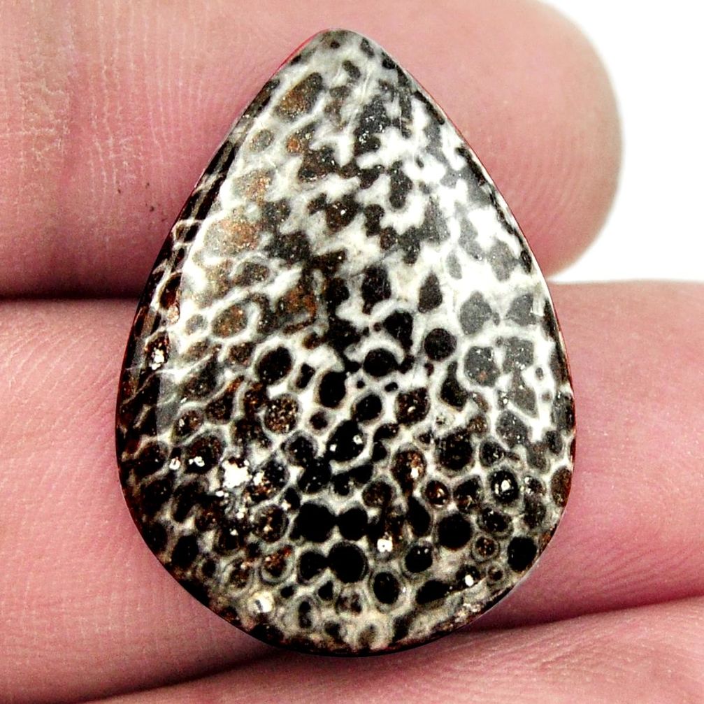Natural 14.45cts stingray coral from alaska 26x18.5mm pear loose gemstone s17921