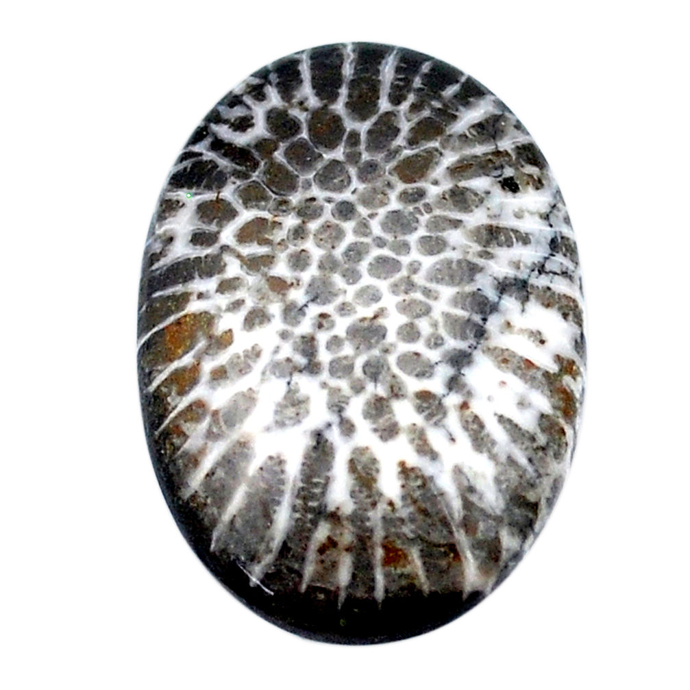 Natural 17.70cts stingray coral from alaska 27x18 mm oval loose gemstone s26703