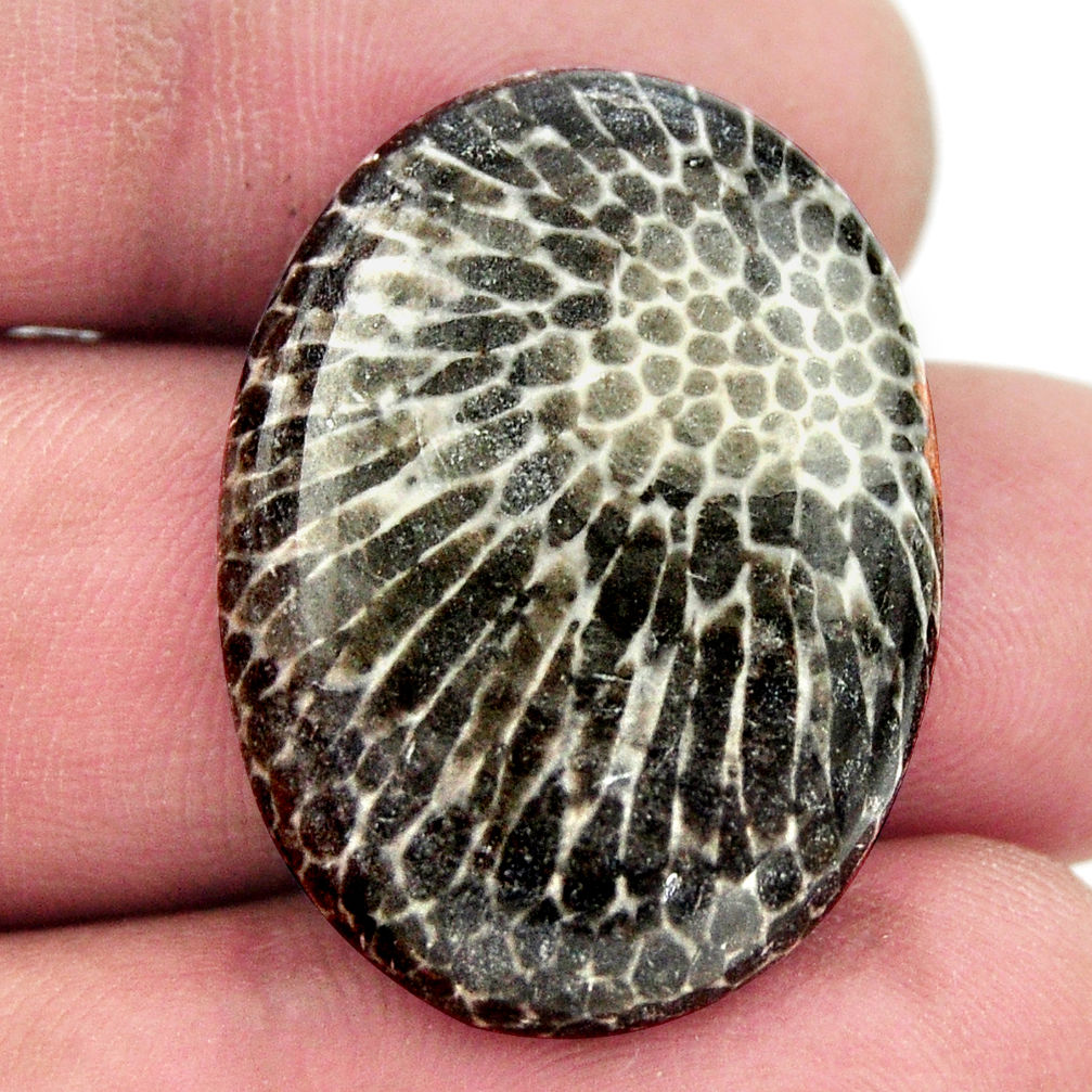 Natural 29.30cts stingray coral from alaska 29x21 mm oval loose gemstone s17923