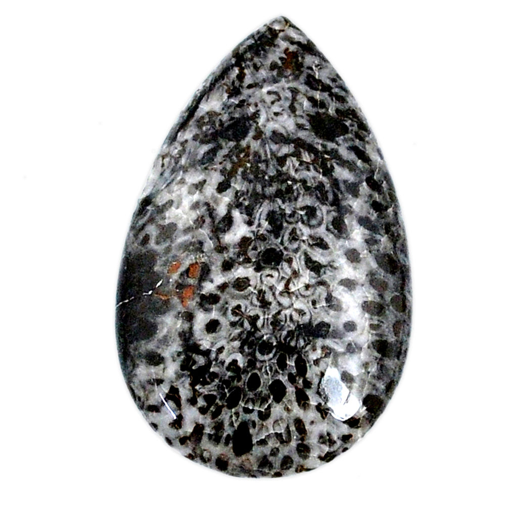 Natural 16.30cts stingray coral from alaska 30x18 mm pear loose gemstone s20749