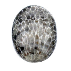 Natural 15.05cts stingray coral from alaska black 22x16 mm loose gemstone s26713