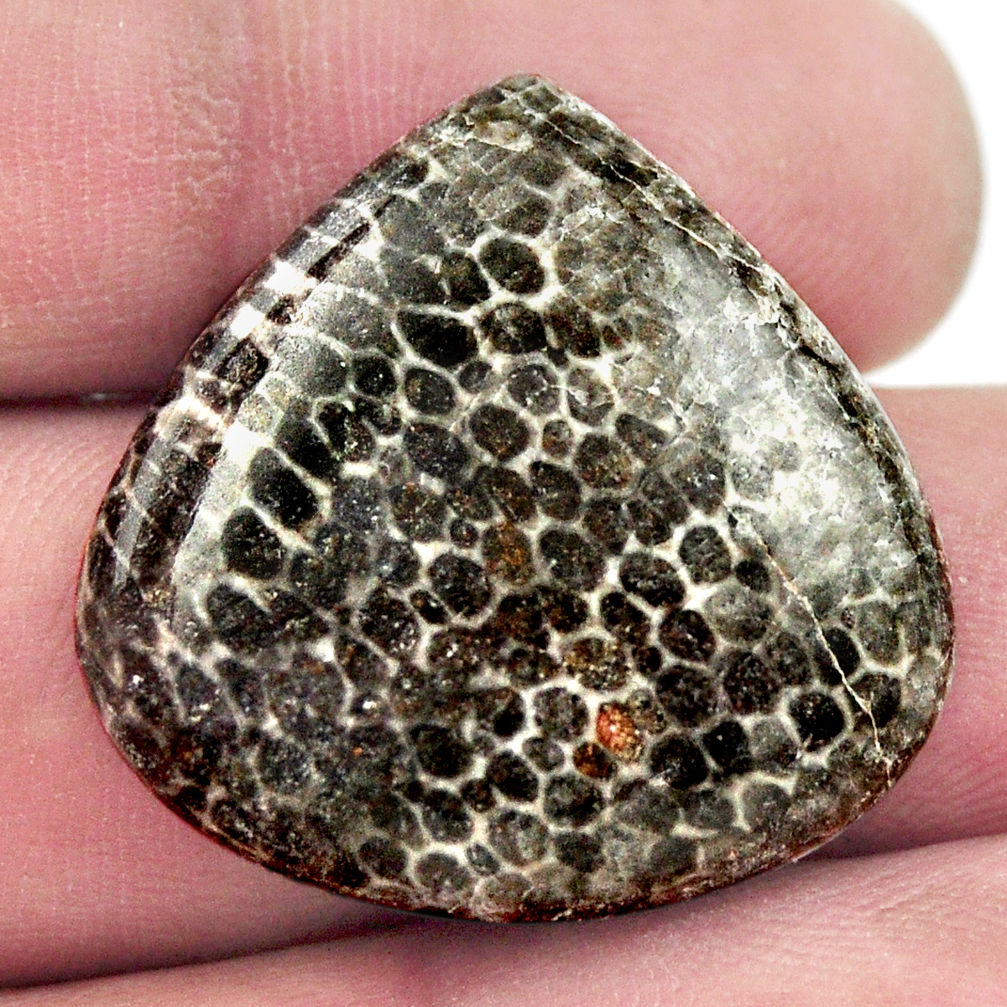 Natural 26.30cts stingray coral from alaska black 26x26 mm loose gemstone s17932