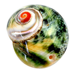 Natural 37.35cts turbo seashell green cabochon 31x26 mm loose gemstone s18947