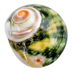 Natural 40.30cts turbo seashell green cabochon 32x27 mm loose gemstone s18959