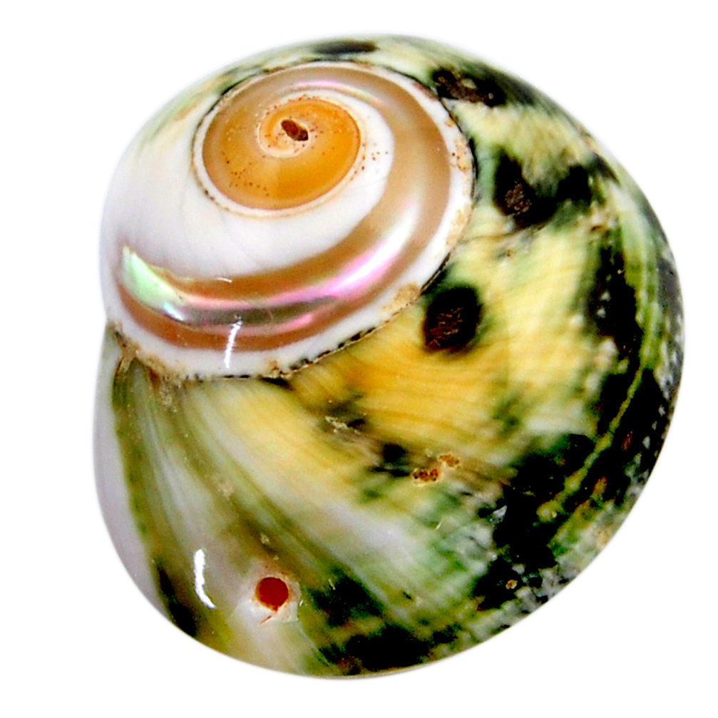 Natural 53.10cts turbo seashell green cabochon 35x29 mm loose gemstone s18953