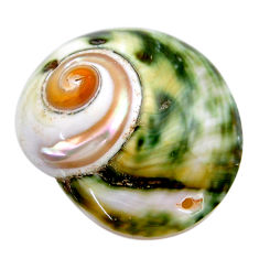 Natural 42.40cts turbo seashell green cabochon 35x29 mm loose gemstone s18957