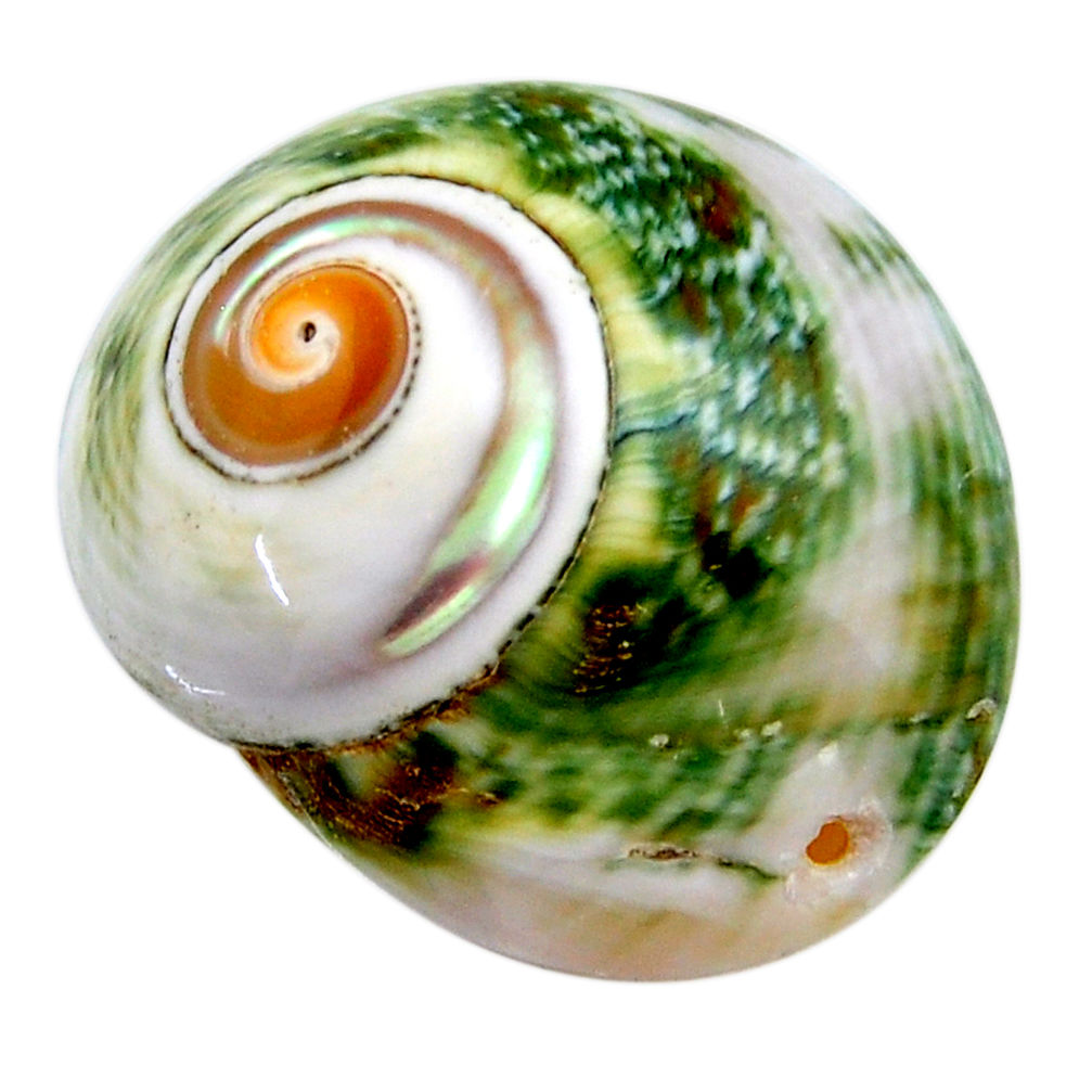 Natural 54.45cts turbo seashell green cabochon 35x30 mm loose gemstone s18943