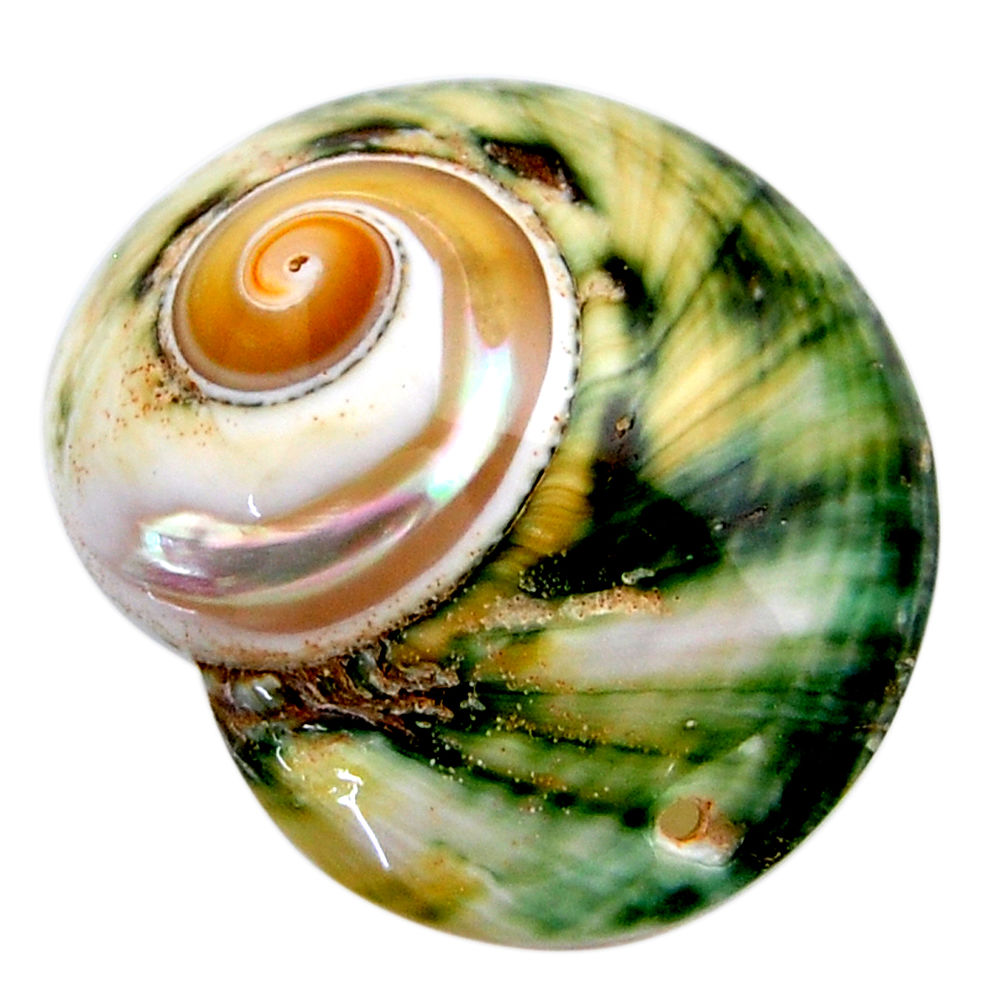 Natural 41.30cts turbo seashell green cabochon 35x30 mm loose gemstone s18950