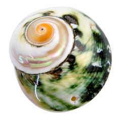 Natural 58.15cts turbo seashell green cabochon 36x31 mm loose gemstone s18960