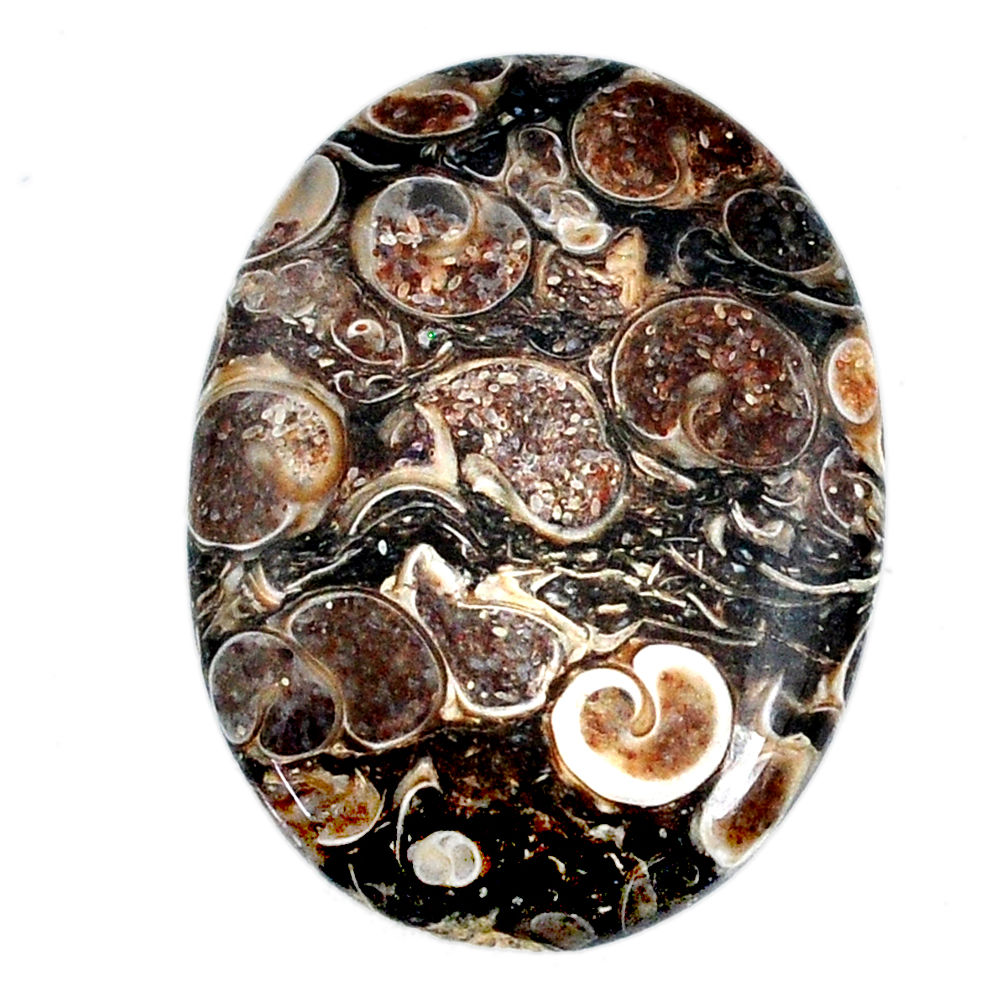 Natural 37.35cts turritella fossil agate 35x25 mm oval loose gemstone s21154