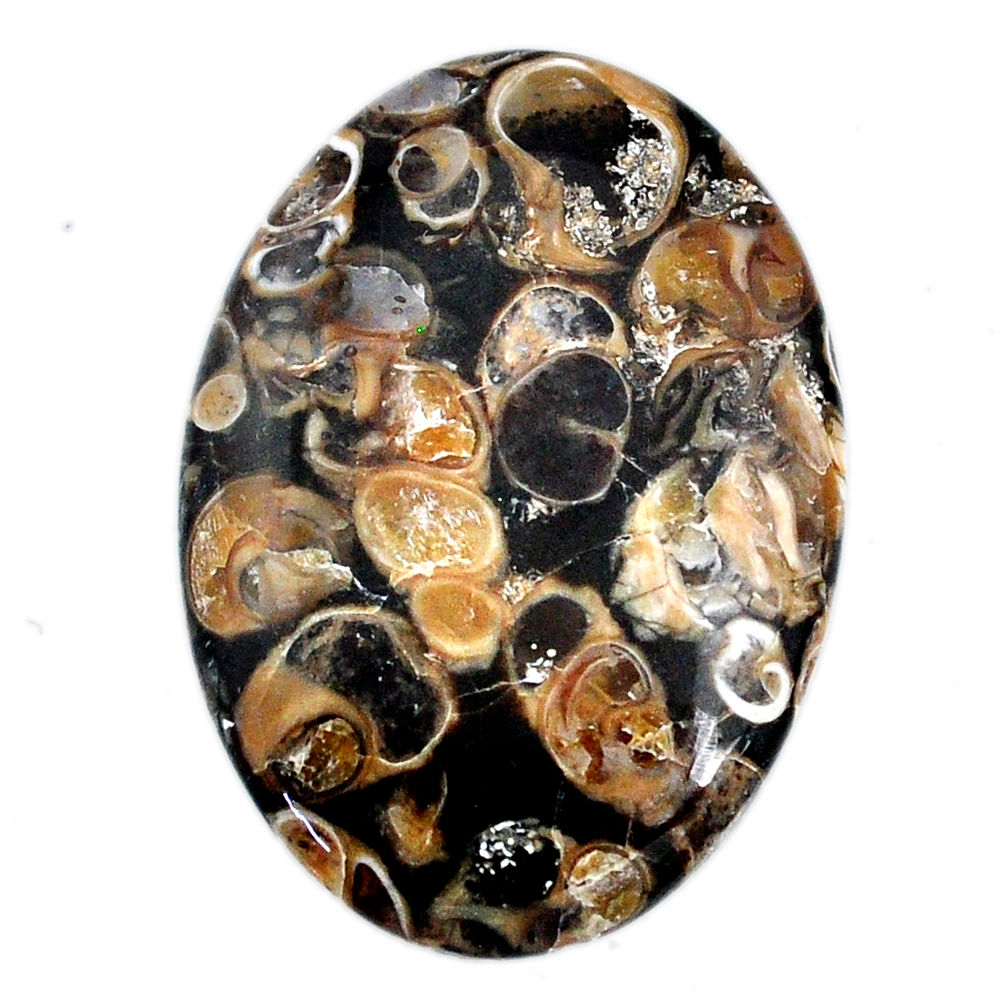 Natural 58.25cts turritella fossil snail 42x29 mm oval loose gemstone s21155