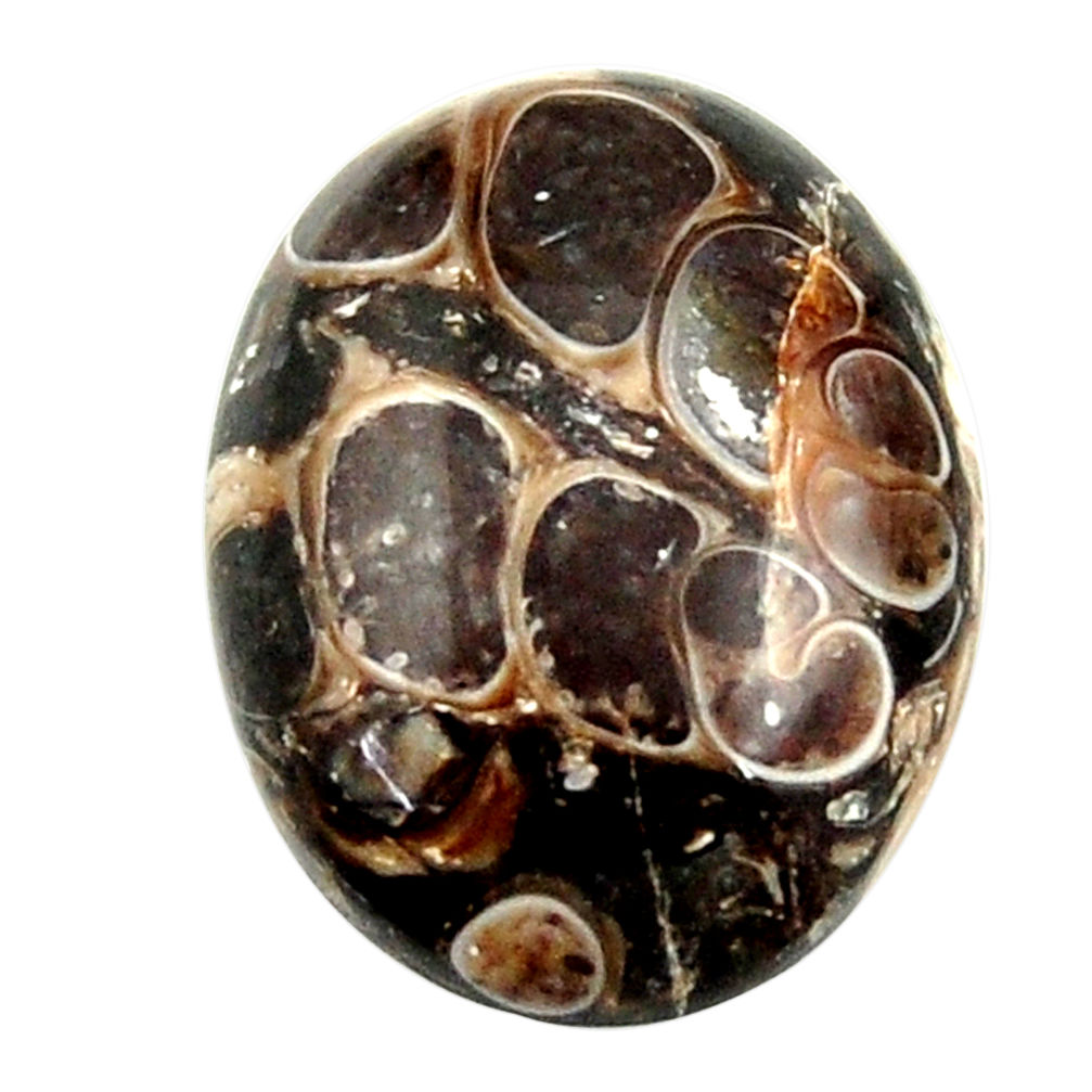 Natural 15.15cts turritella fossil snail agate 21x16 mm loose gemstone s16983