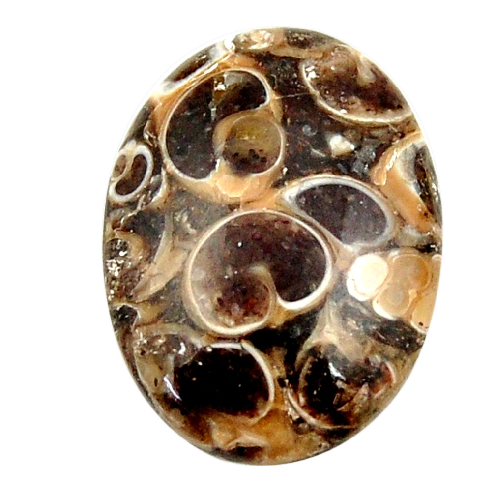 Natural 15.15cts turritella fossil snail agate 23.5x17 mm loose gemstone s16996