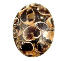 Natural 15.15cts turritella fossil snail agate 23.5x17 mm loose gemstone s16996