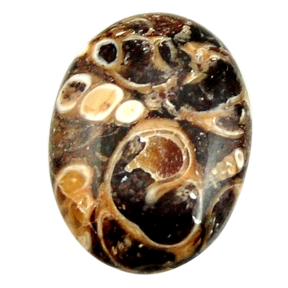  turritella fossil snail agate 24x17 mm loose gemstone s16993