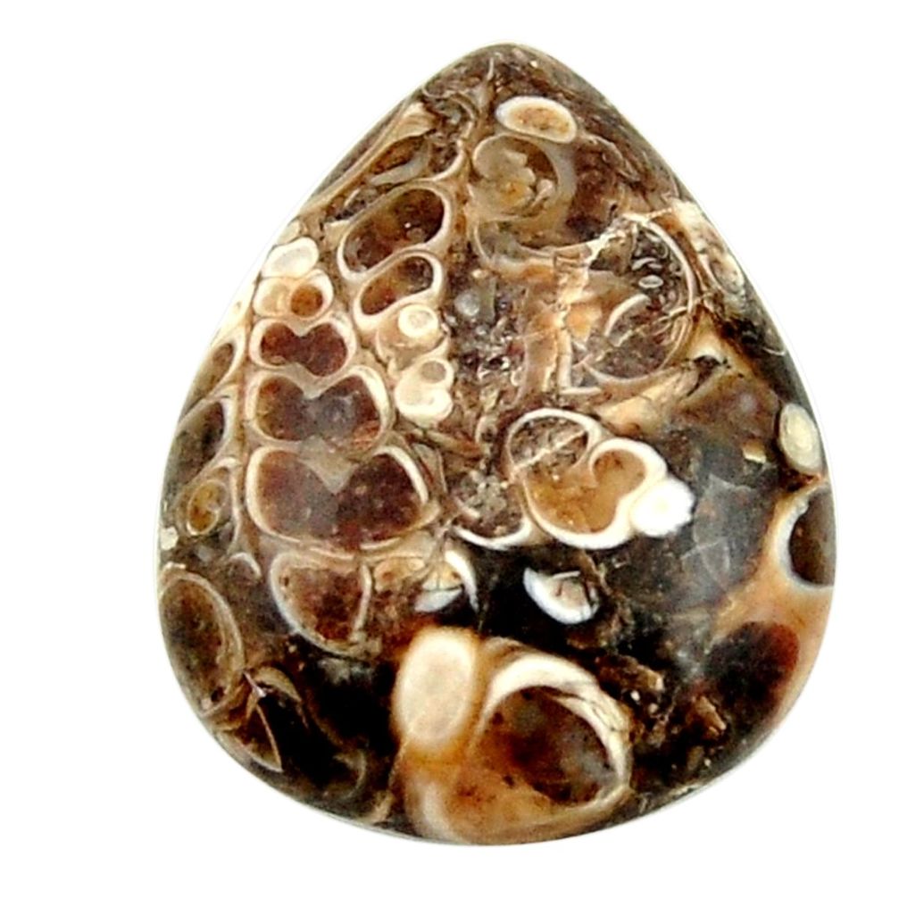 Natural 17.85cts turritella fossil snail agate 24x18 mm loose gemstone s16990