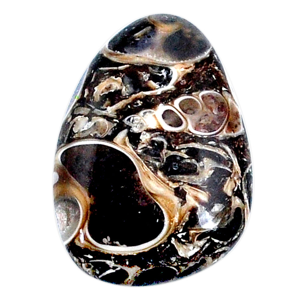 Natural 17.10cts turritella fossil snail agate 25x17 mm loose gemstone s21146