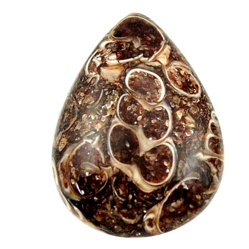  turritella fossil snail agate 25x17.5 mm loose gemstone s16998
