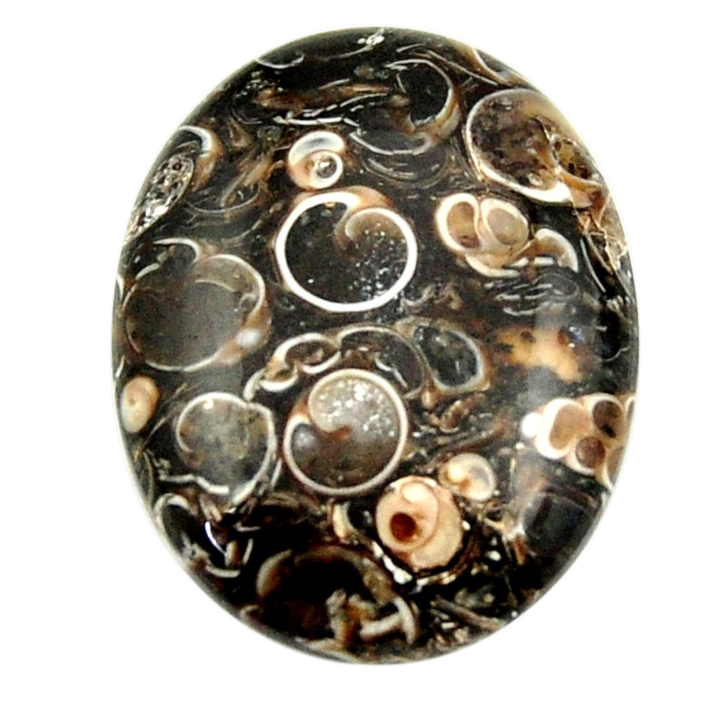 Natural 20.10cts turritella fossil snail agate 25x20 mm loose gemstone s16987