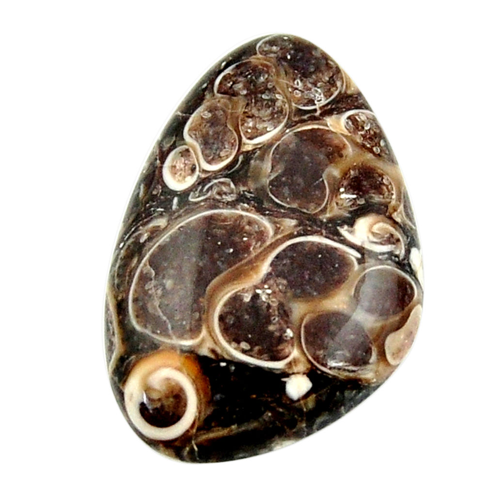 Natural 16.15cts turritella fossil snail agate 26x17 mm loose gemstone s16985