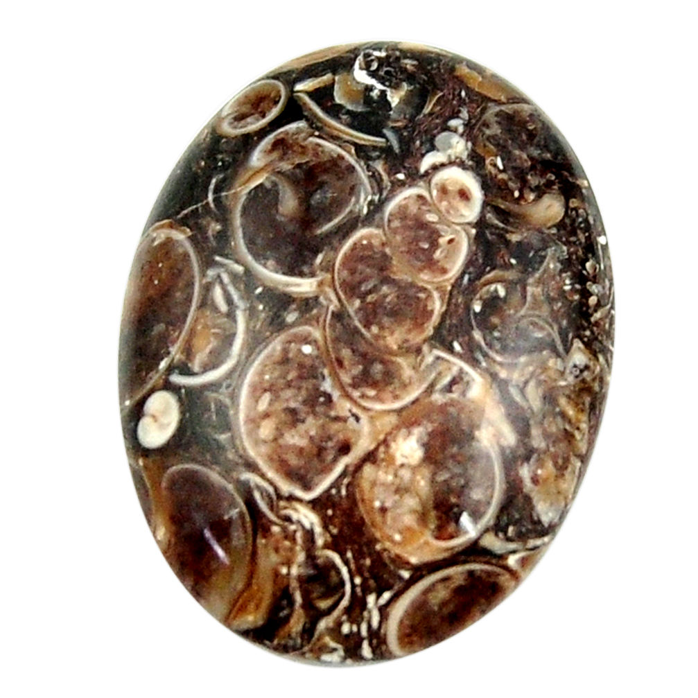 Natural 20.15cts turritella fossil snail agate 26x19 mm loose gemstone s16988