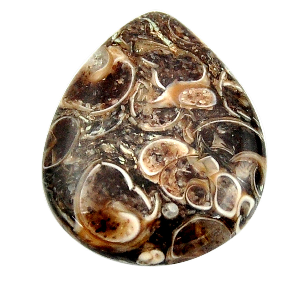Natural 18.15cts turritella fossil snail agate 26x21 mm loose gemstone s16999
