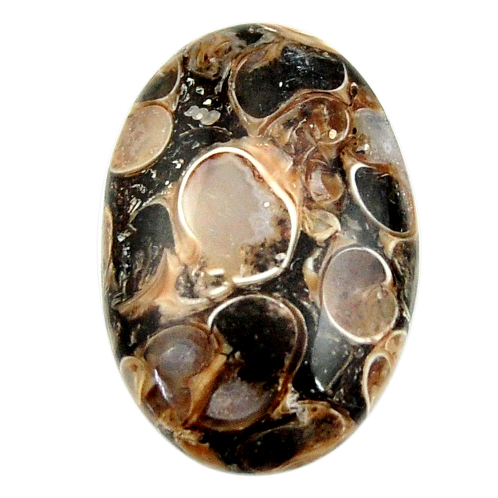  turritella fossil snail agate 28x18 mm loose gemstone s16997