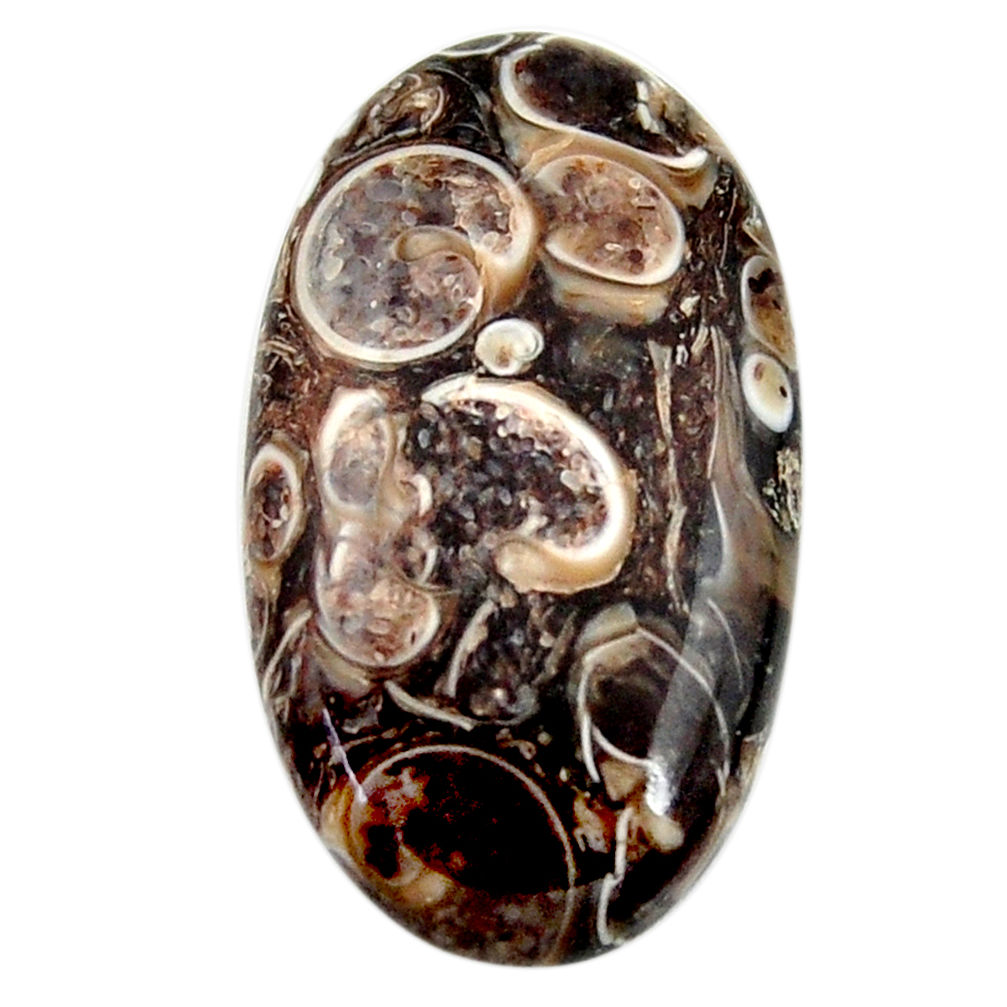 Turritella fossil agate brown cabochon 27.5x15 mm oval loose gemstone s18741