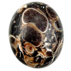 19.35cts turritella fossil agate cabochon 21x16.5 mm oval loose gemstone s18752
